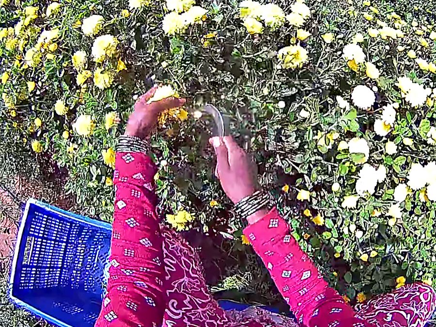 Picking marigold and chrysanthemum blooms into a crate, seen from the picker's own viewpoint.