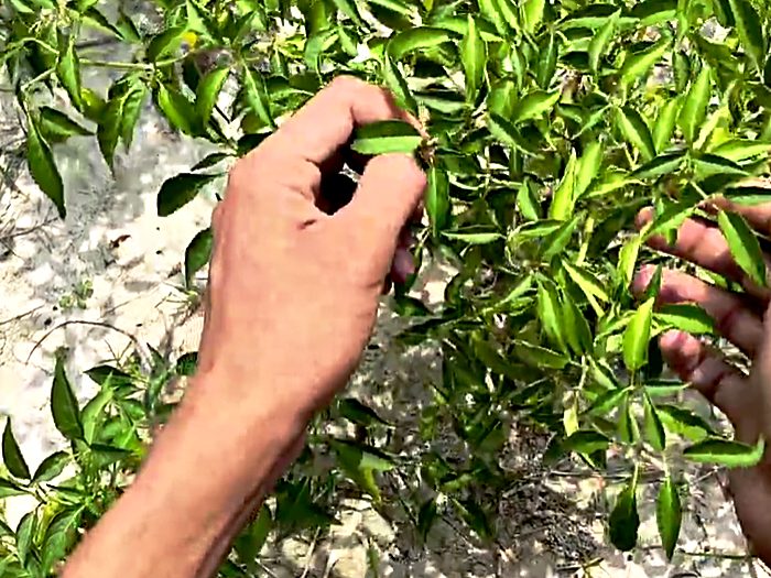 Two hands stripping leaves from a stem in a field.
