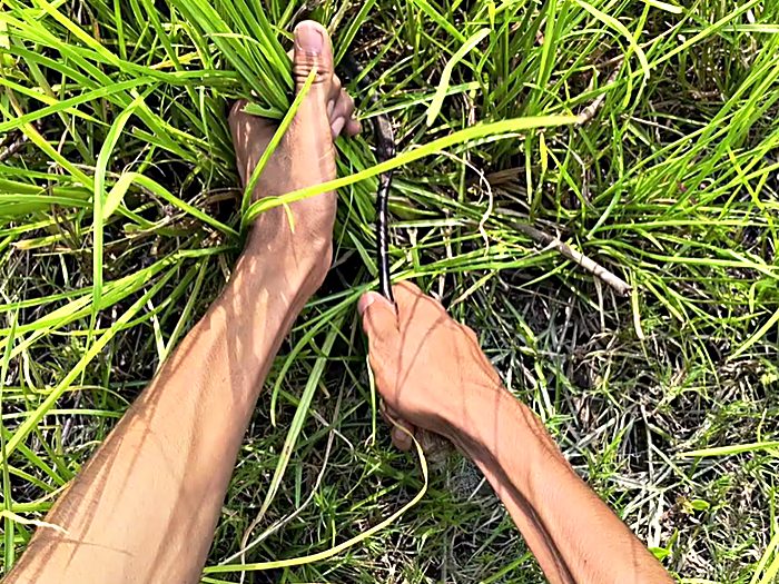 Walking through tall grass, looking down at the ground ahead.
